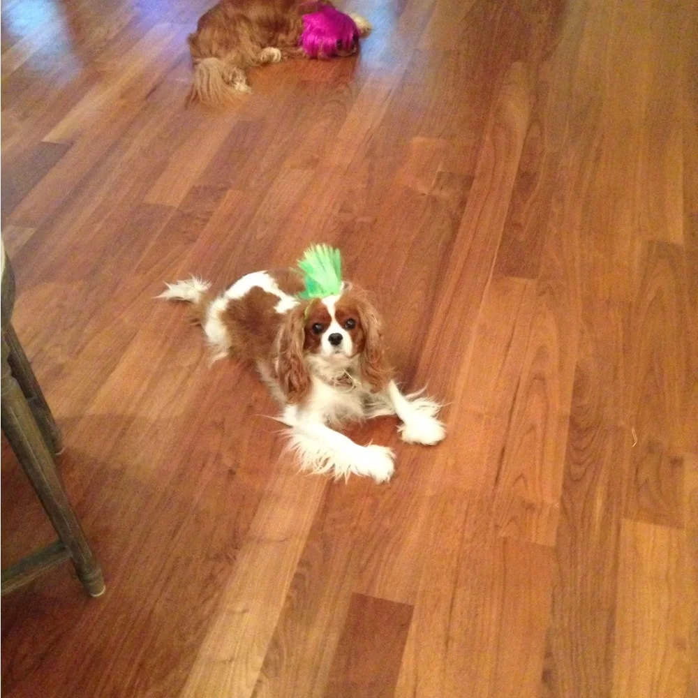 Pink and Green Halloween Dog Wigs